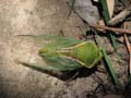 Cicada